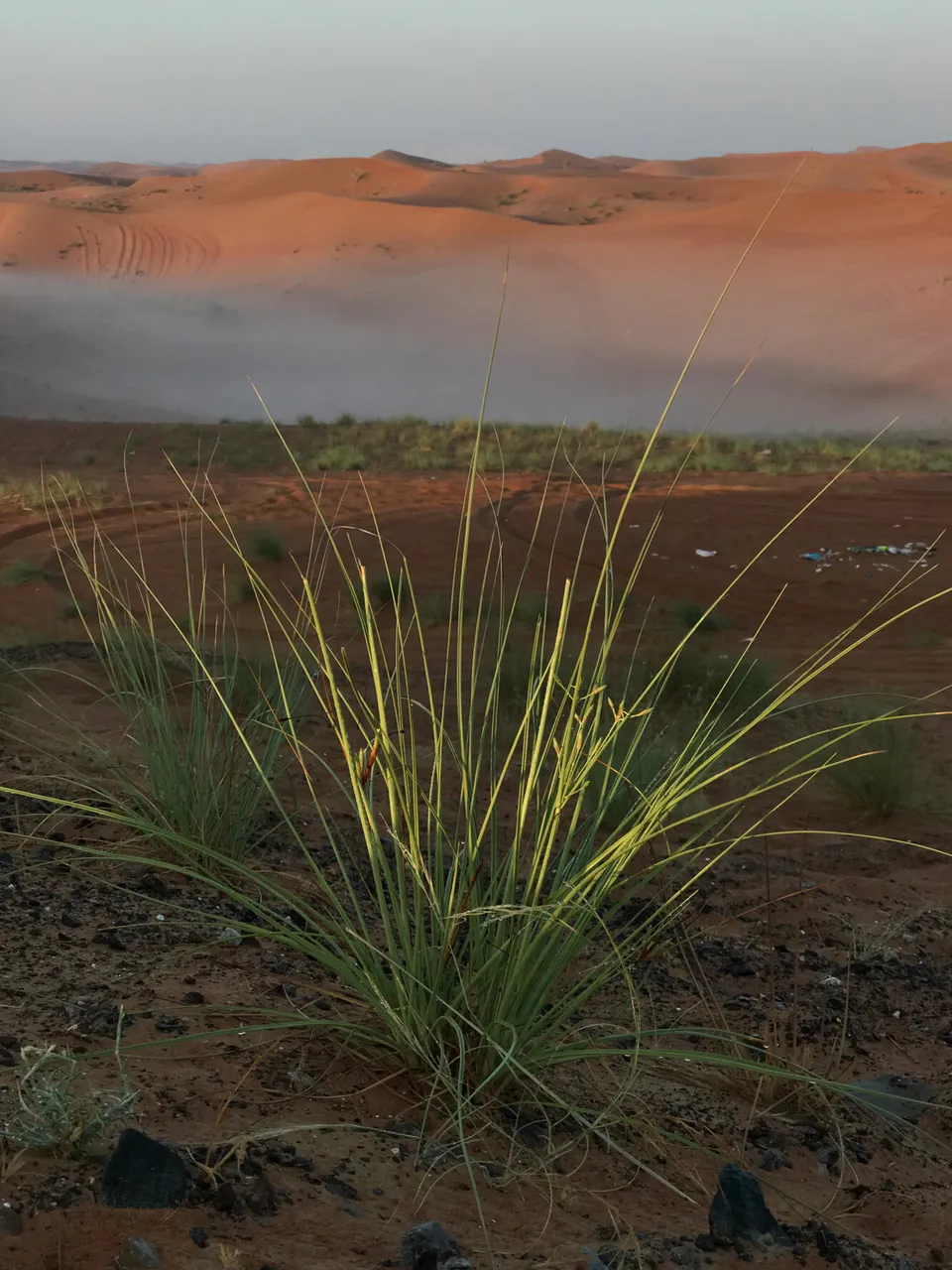 JuliusYls_desertgrass.jpg