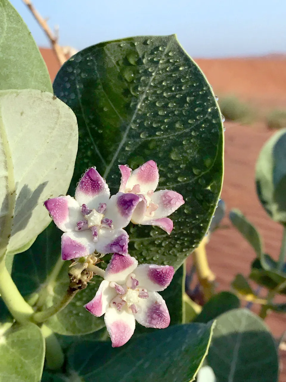 JuliusYls_Desertflower.jpg