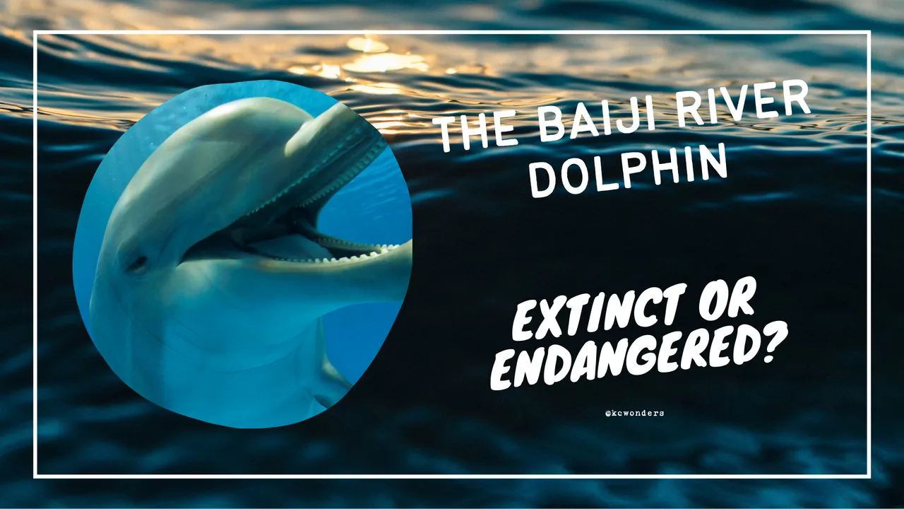 The baiji river dolphin.png