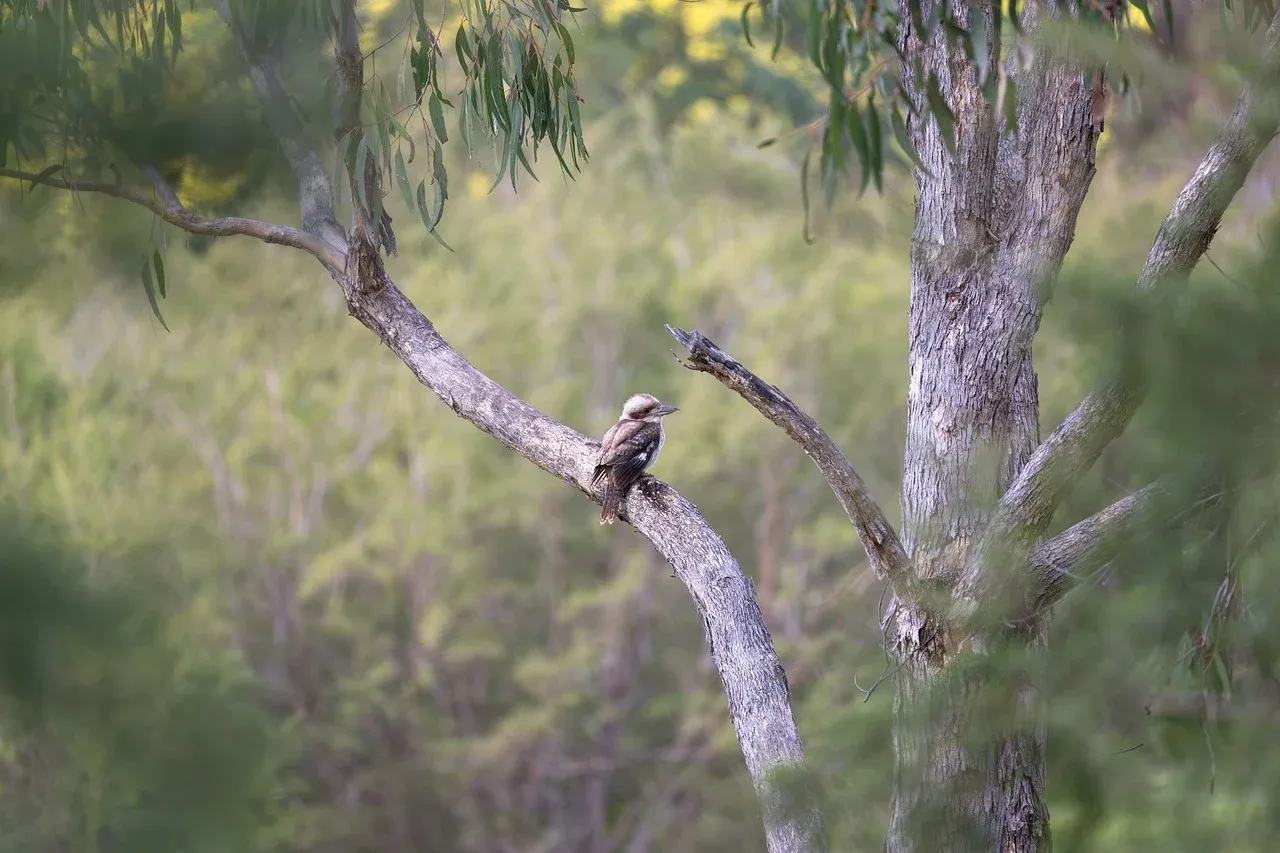 laughing-kookaburra-8202208_1280.webp