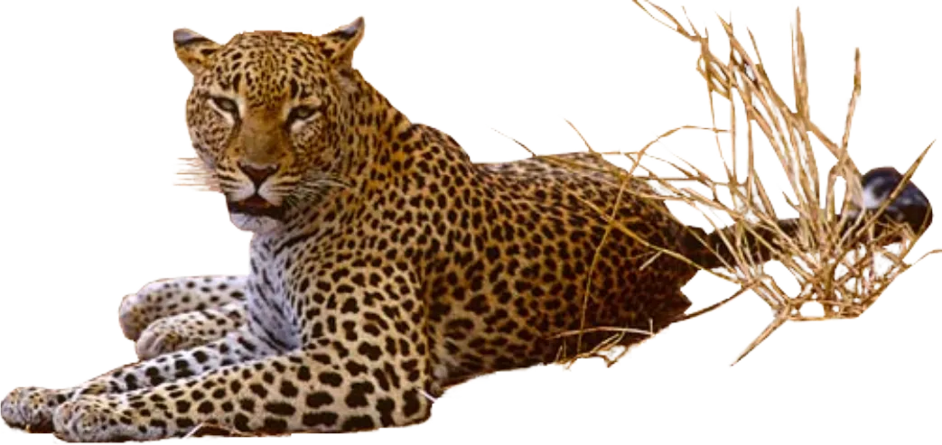 image.png
