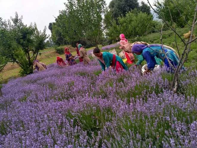 lavender fields.jpg