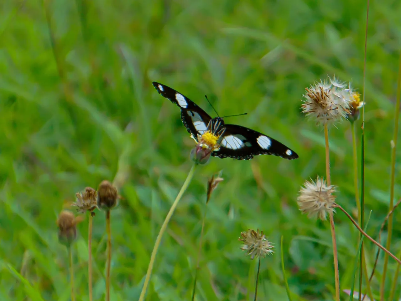 DSC00901.jpg
