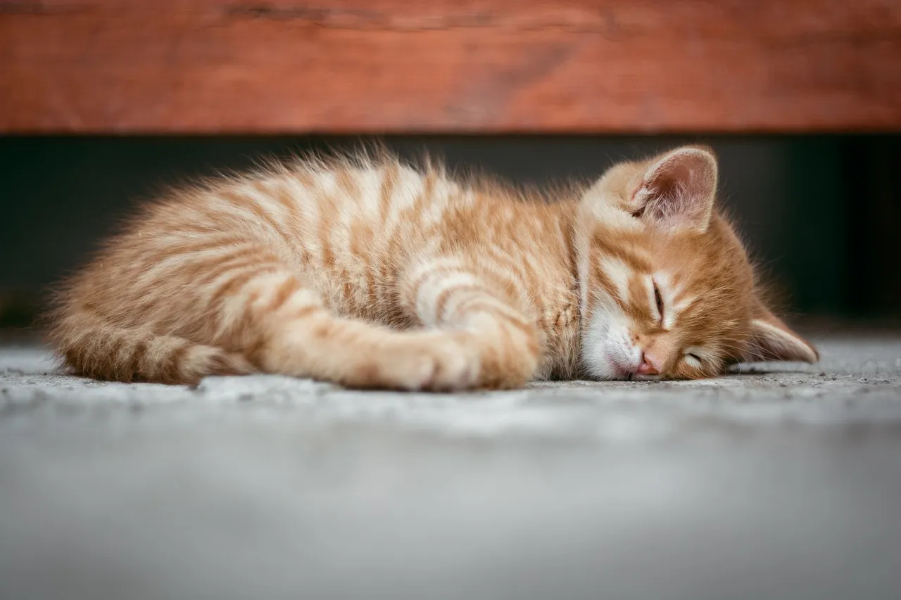 cute-kitten.jpg