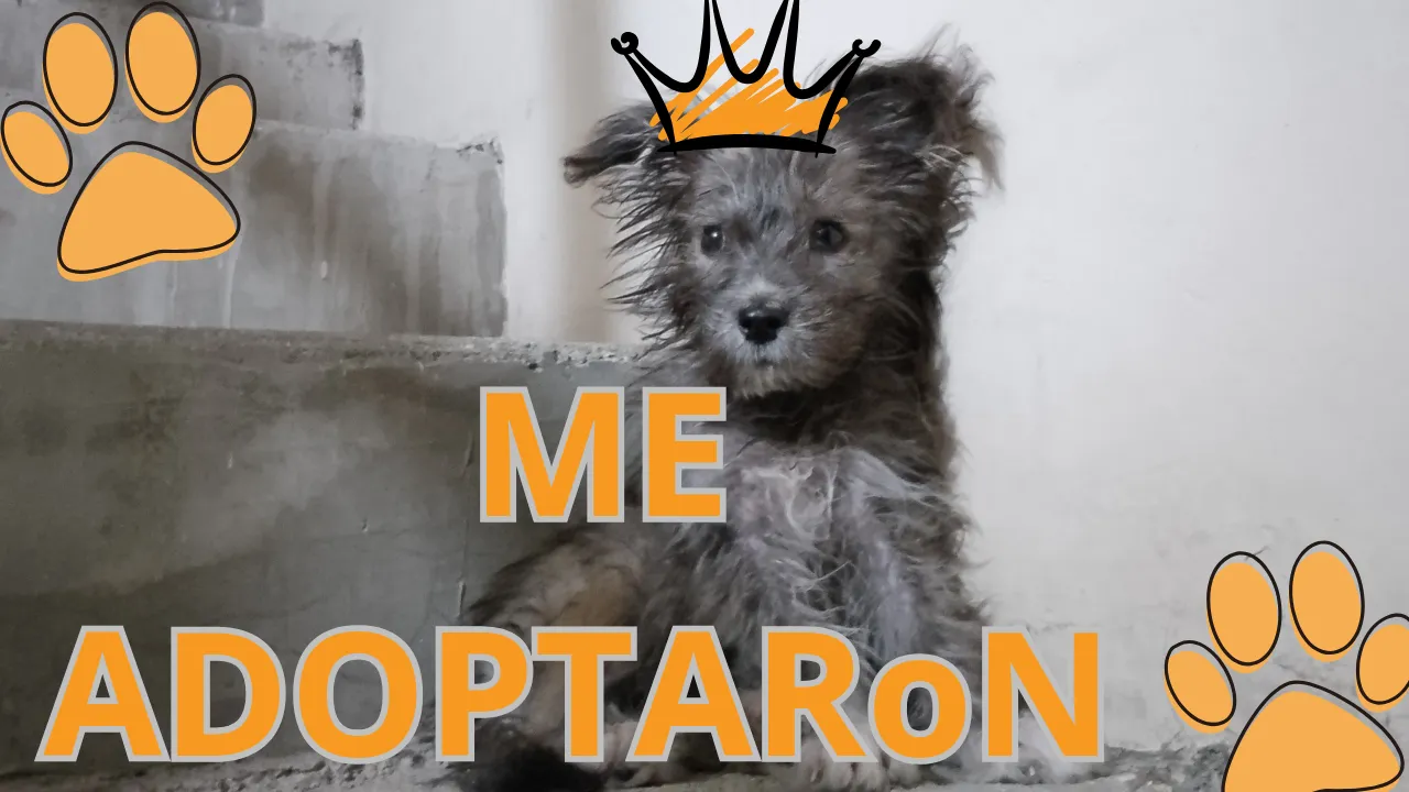 ME ADOPTARON_20240612_123618_0000.png