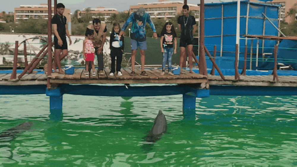 GIF-250530_153302.gif