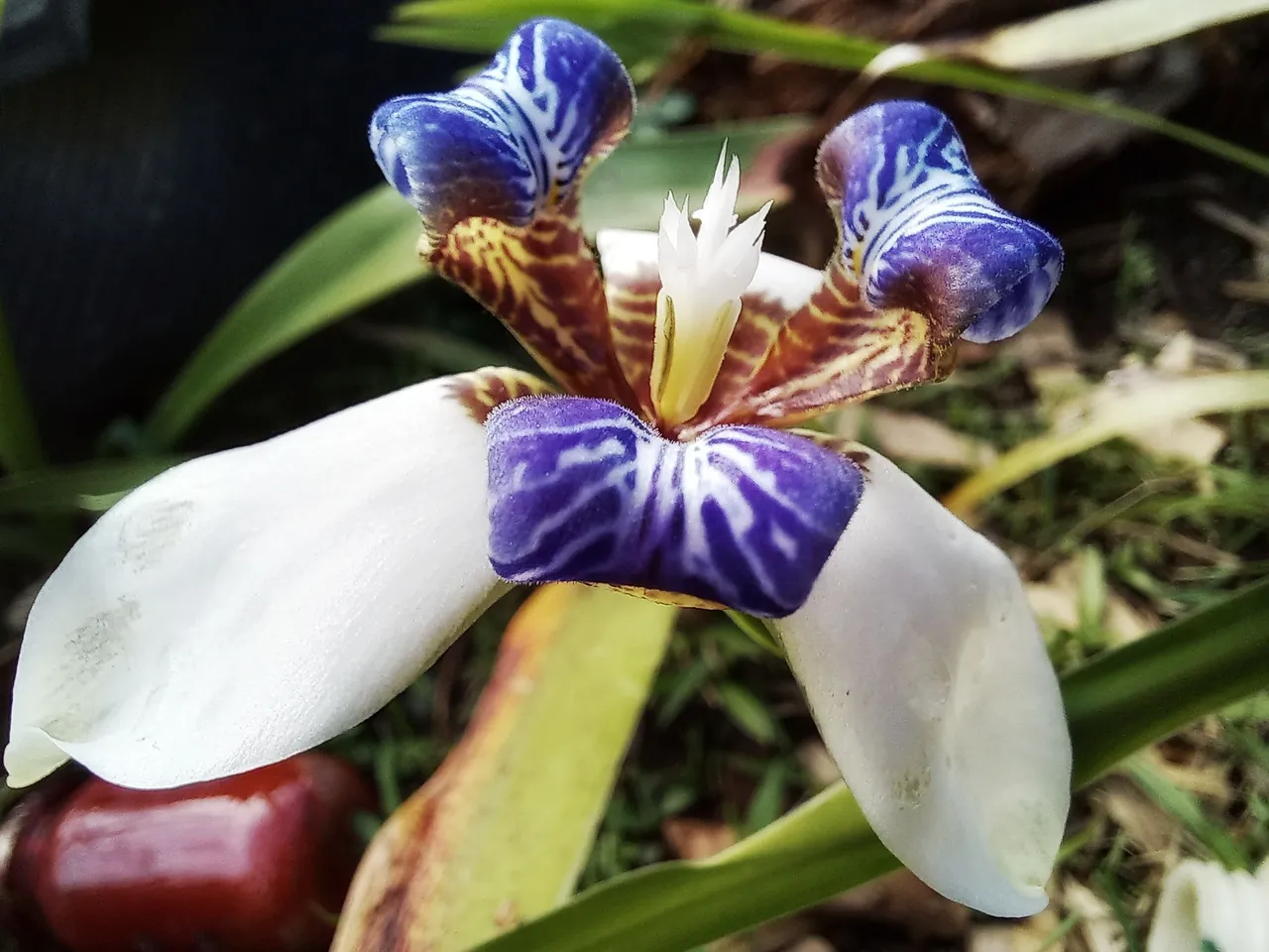 orquídea silvestres.jpg