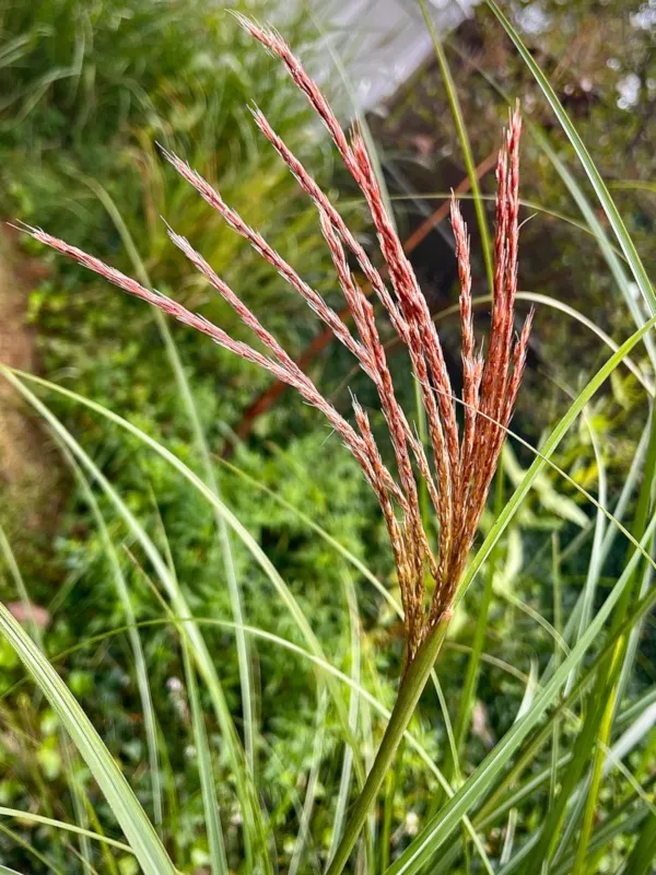 Miscanthus.jpg