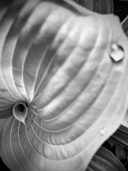 BW_Hosta.jpg
