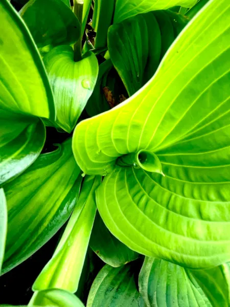 Hosta1.jpg