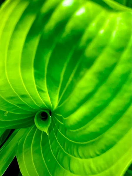 Hosta2.jpg