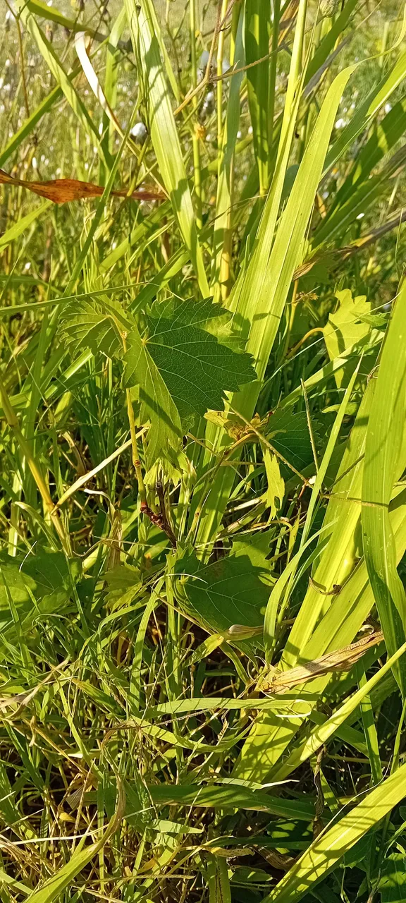 20250714_181952.jpg