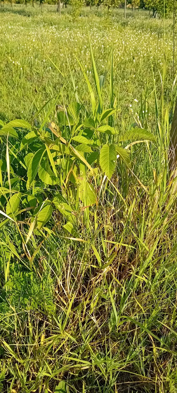 20250714_181846.jpg