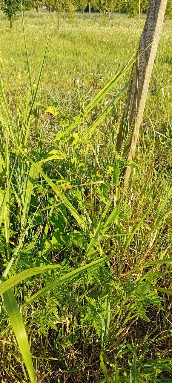 20250714_181833.jpg
