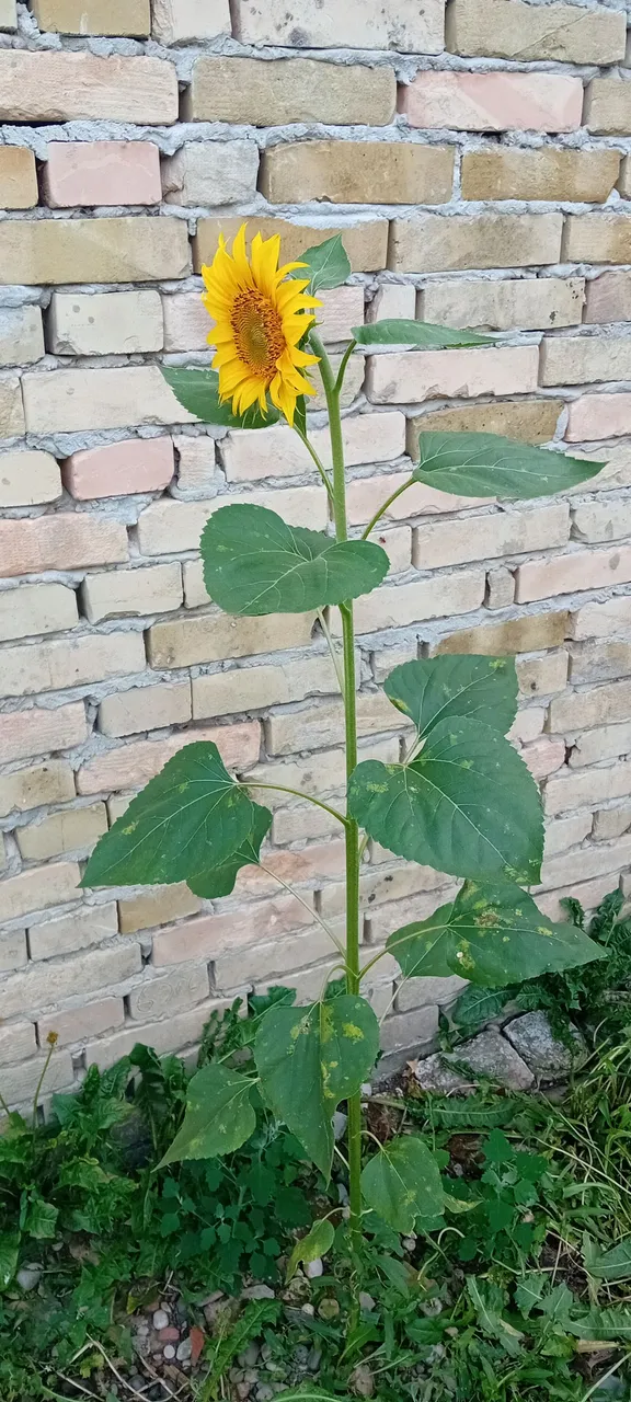20250716_175418.jpg