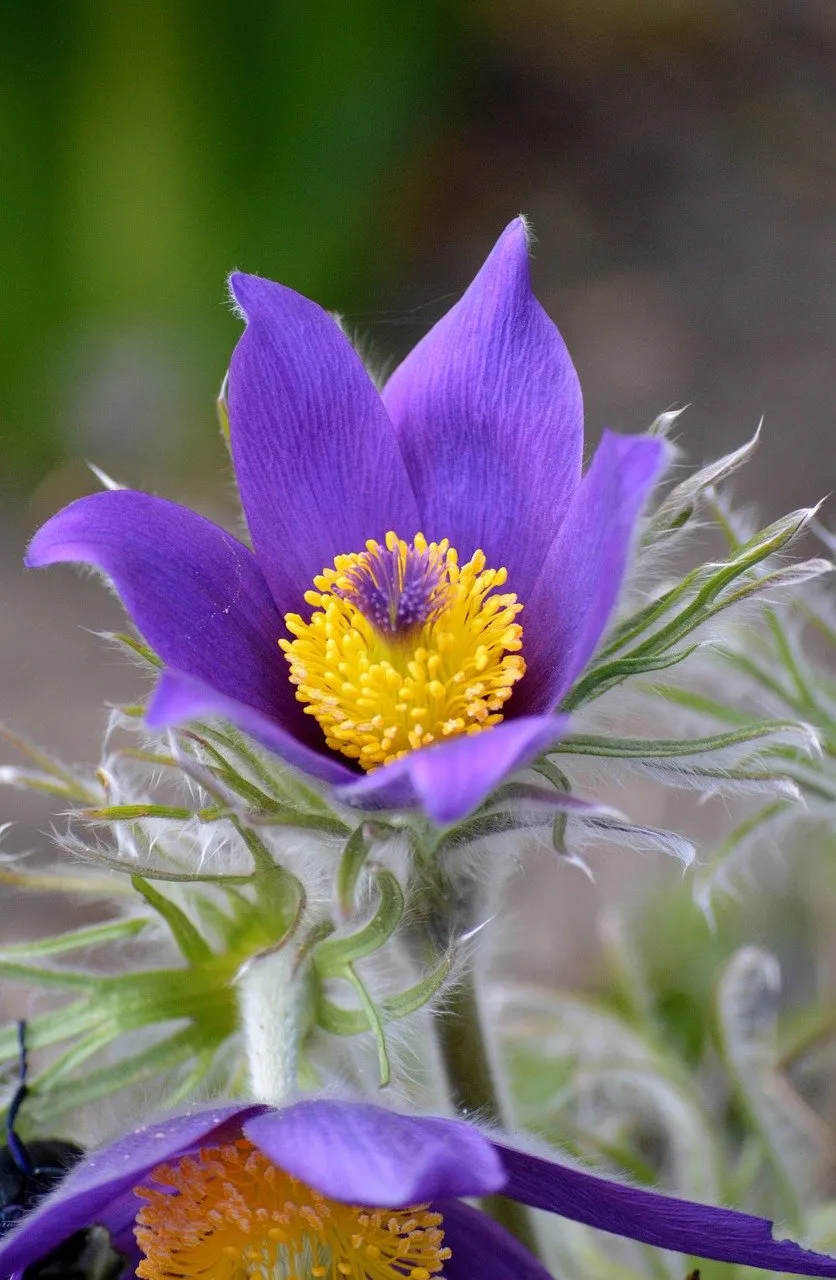 flor de pulsatilla.jpg