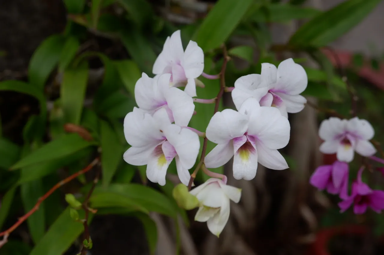 Dendrobium Hybrid, White Purple Lip - In Bud/Bloom Now