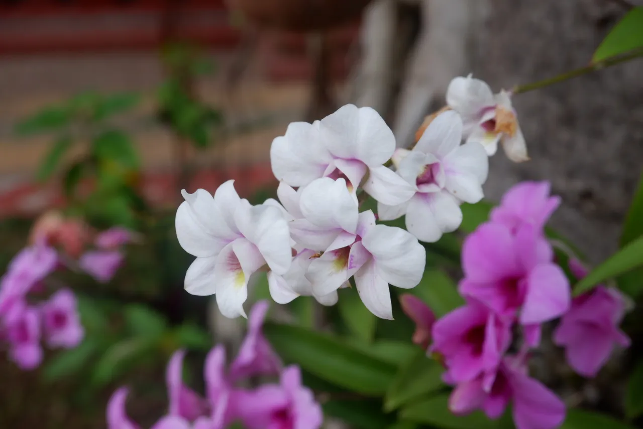 Tropical soft, light, pastel purple Orchid