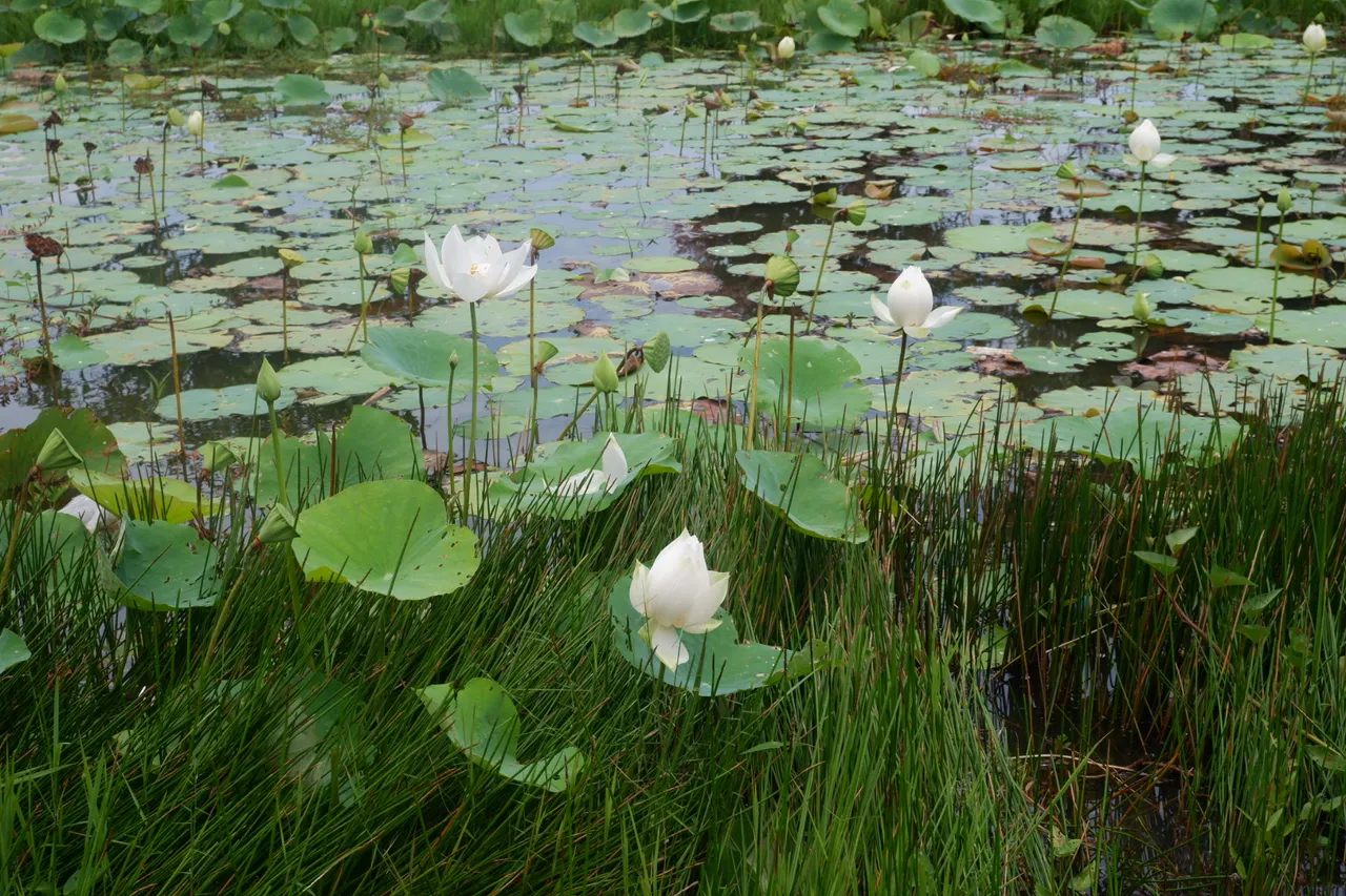 Water lilies I have found in the lake