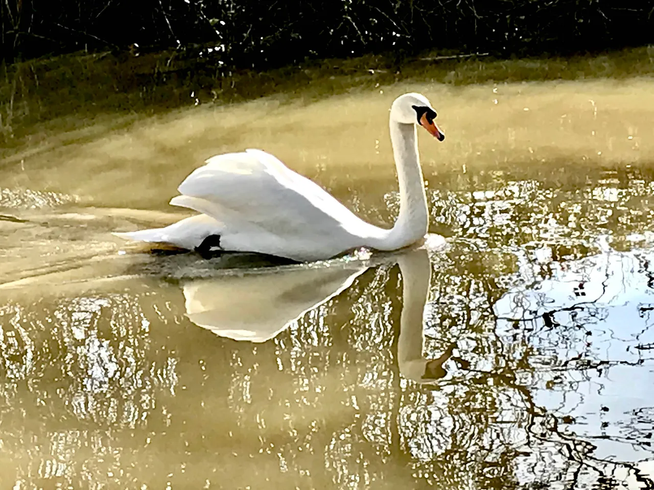 swan1.jpg