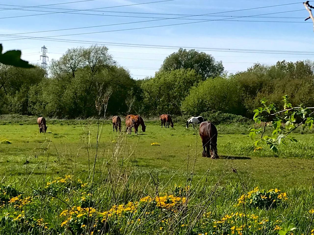meadows.jpg