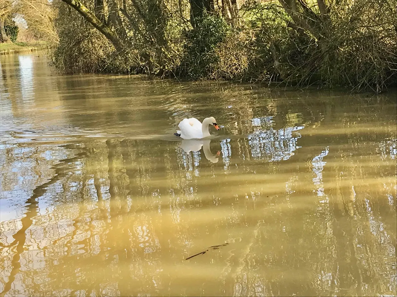 swan3.jpg