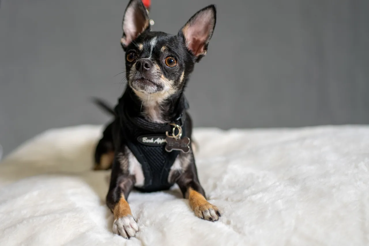 CHACHI-02684.jpg