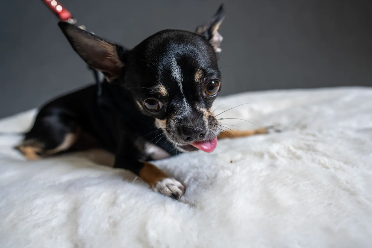 CHACHI-02721_smaller.jpg