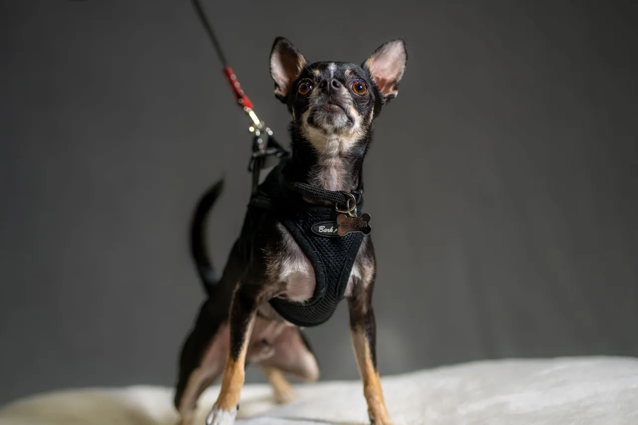 CHACHI-02667.jpg