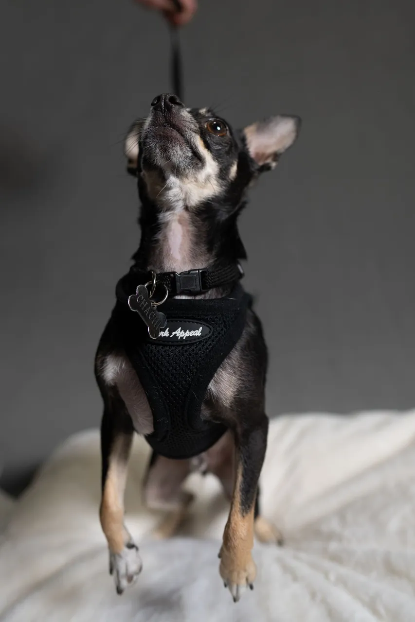 CHACHI-02661.jpg