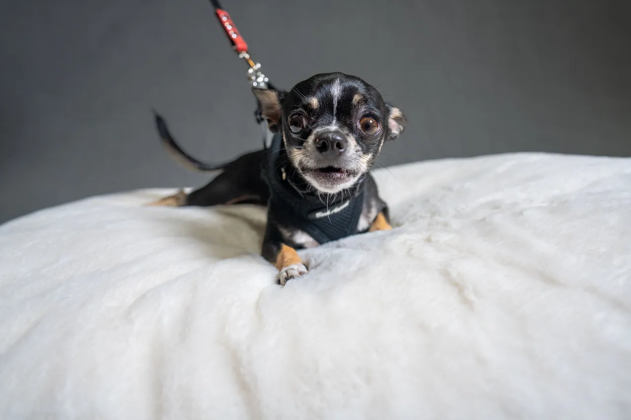 CHACHI-02718_smaller.jpg