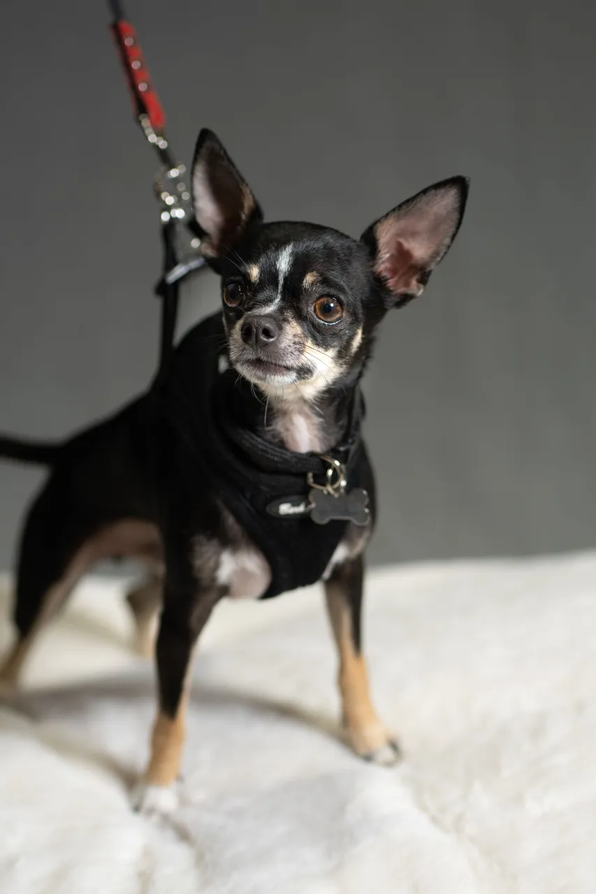 CHACHI-02673.jpg