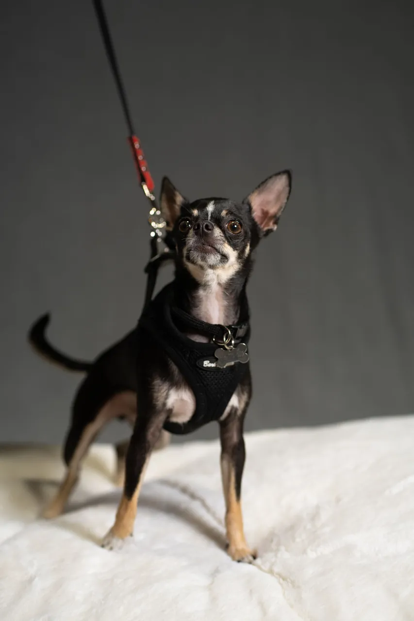 CHACHI-02671.jpg