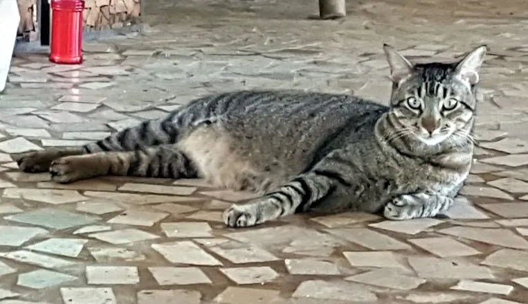 cat3.jpg