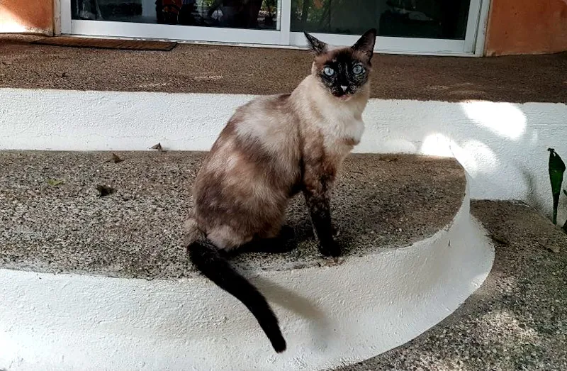 cat.jpg