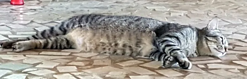 cat2.jpg