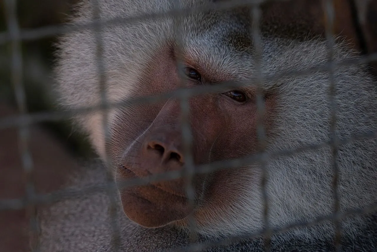 hamadryas-baboon-6629805_1280.jpg