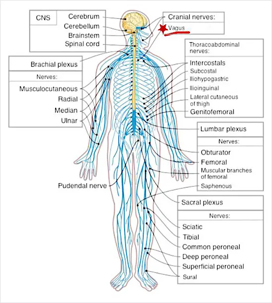 nervous-system-enhanced.jpeg