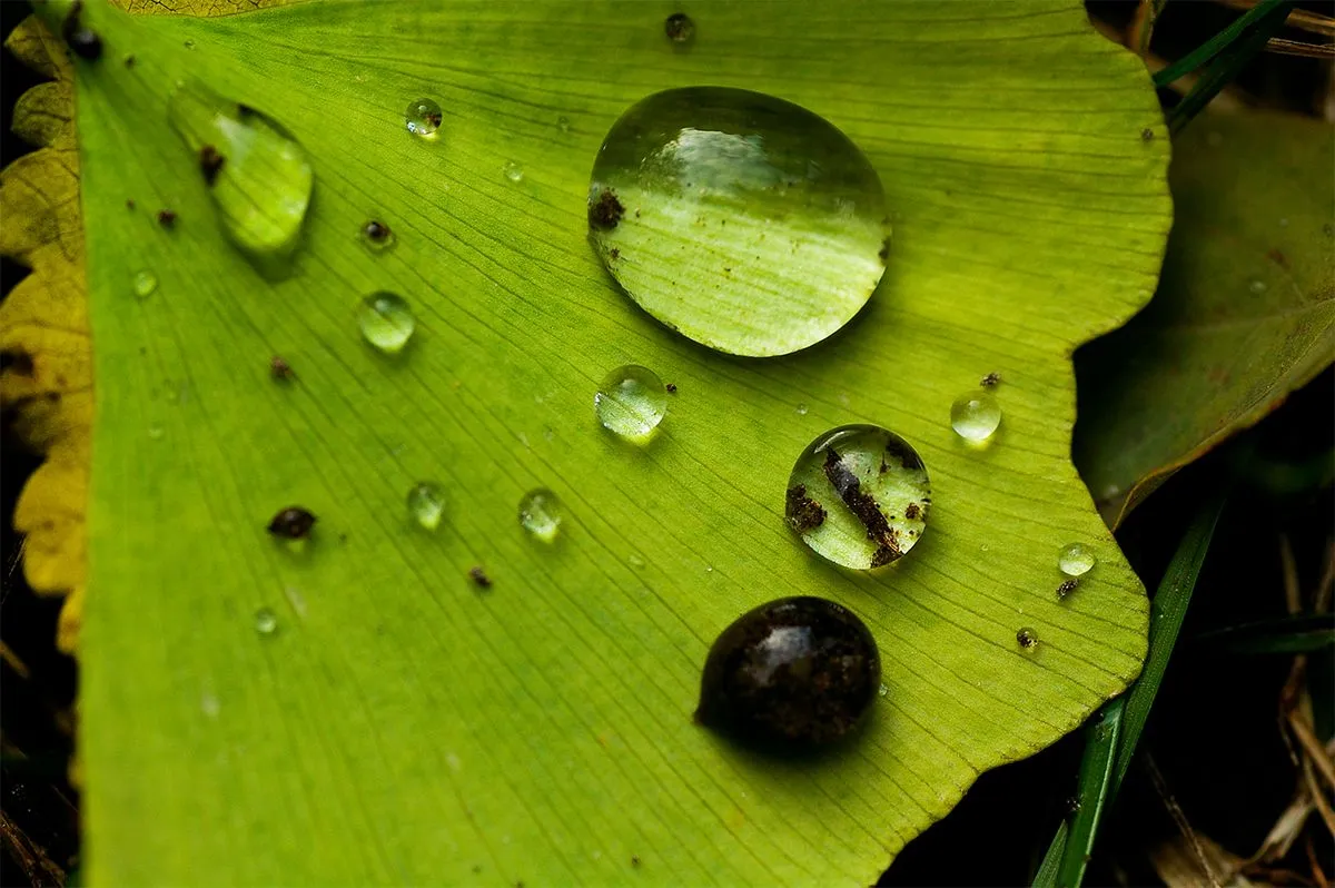 05_Drops.jpg