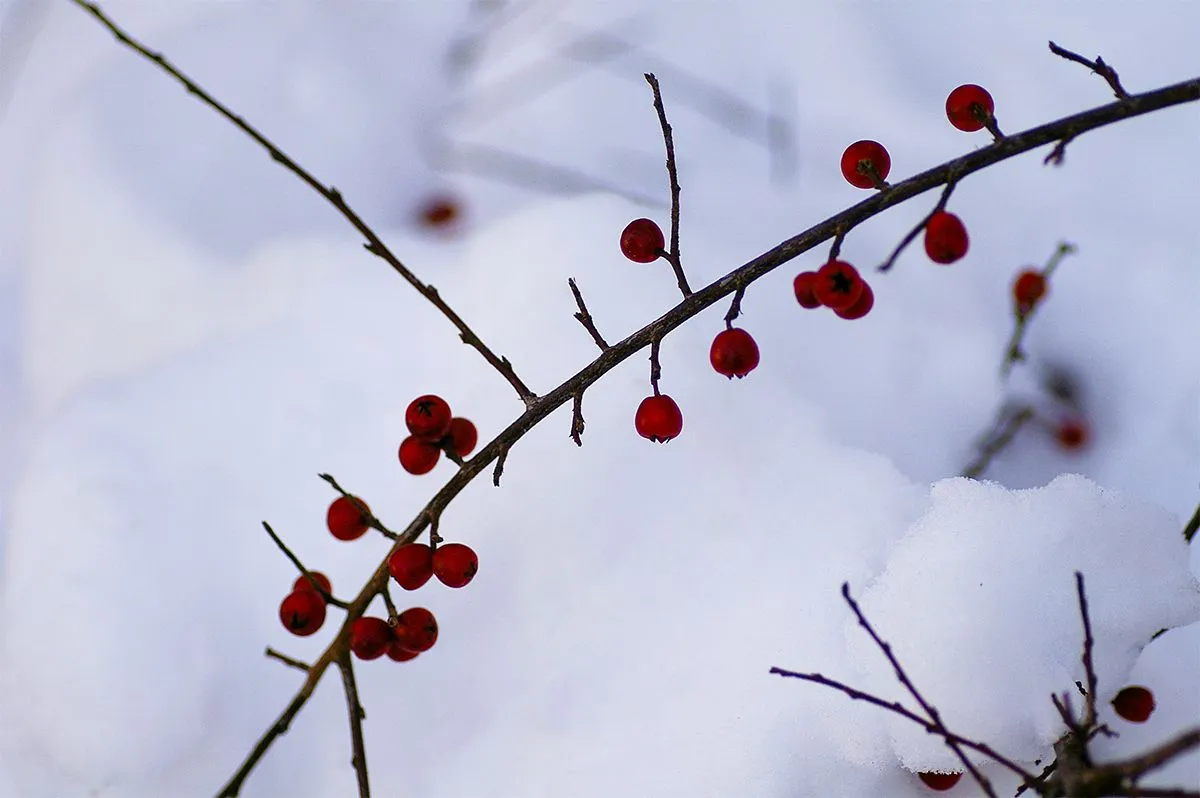 04_RED BERRY BRANCH.JPG