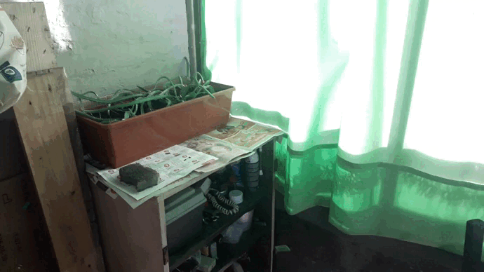 Gaif (1).gif