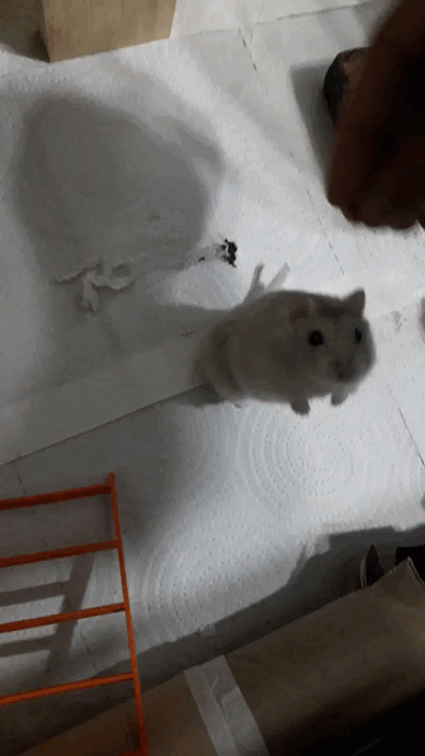 20220508_124820.gif