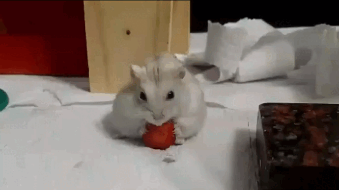 Mi video.gif