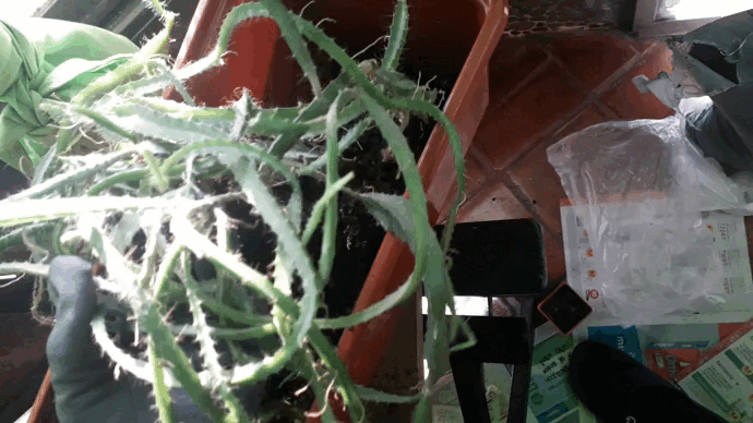 Gaif (2).gif