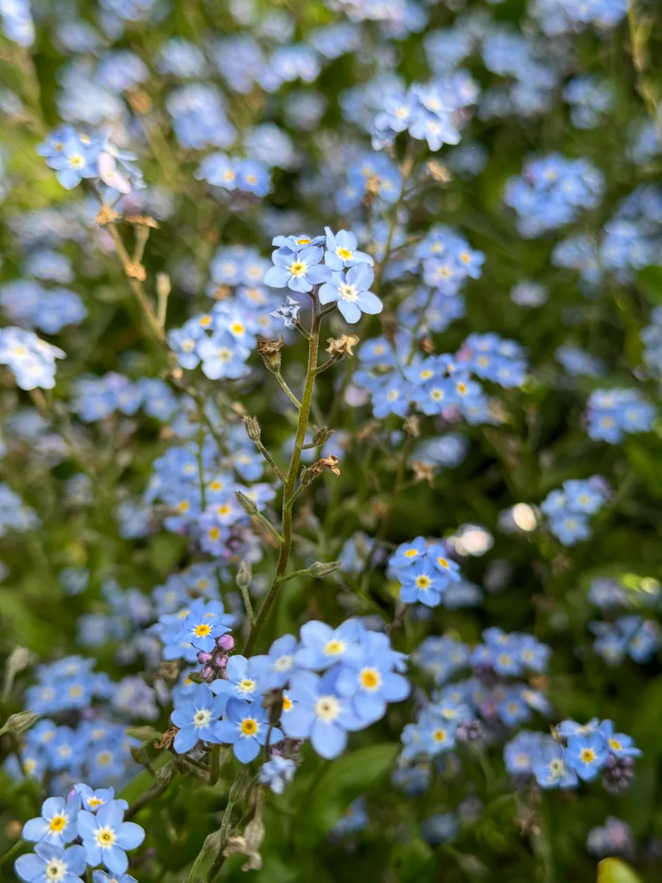 ForgetMeNot from my sister’s garden