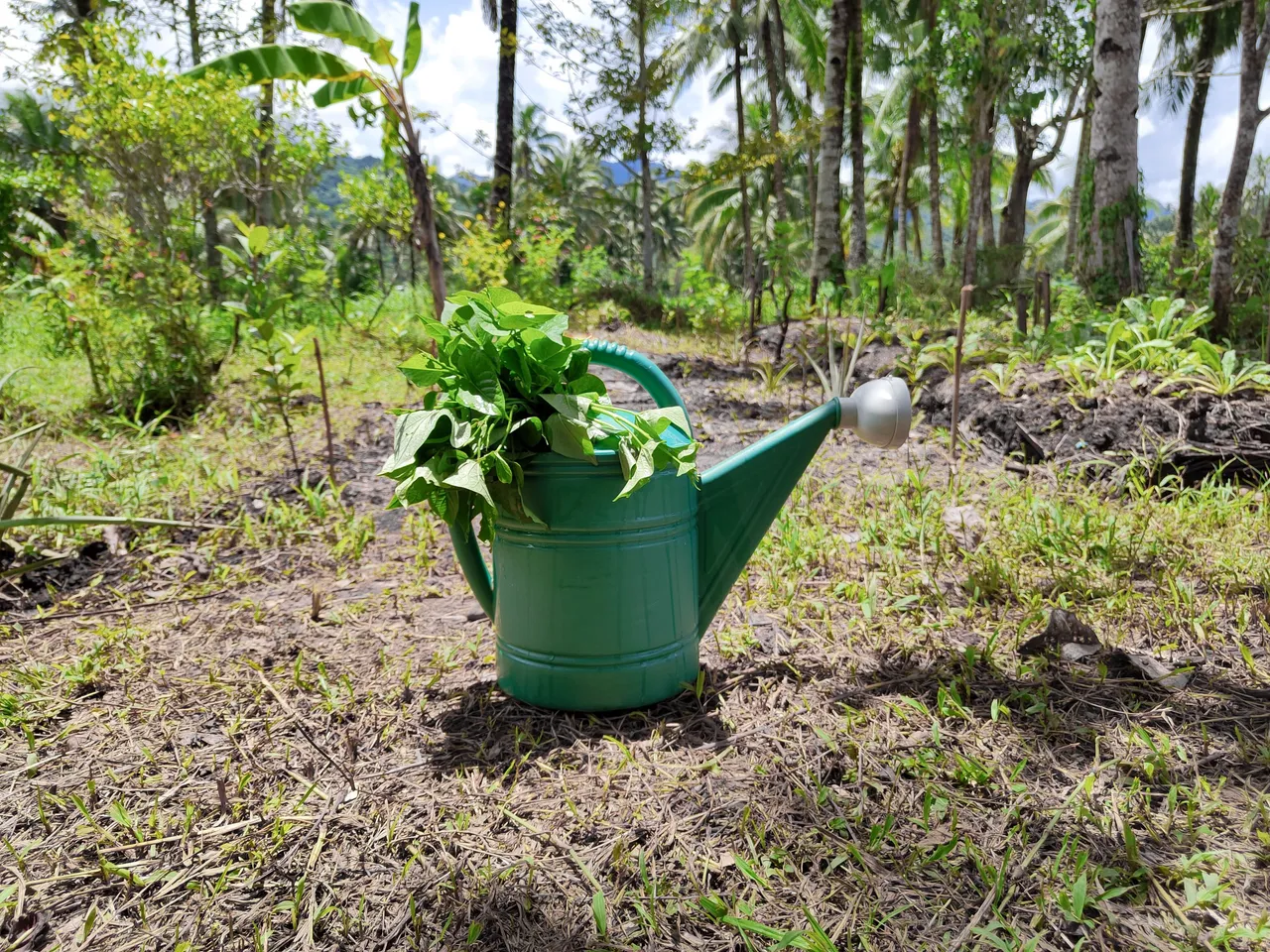 Growing different beans as dense protein-source