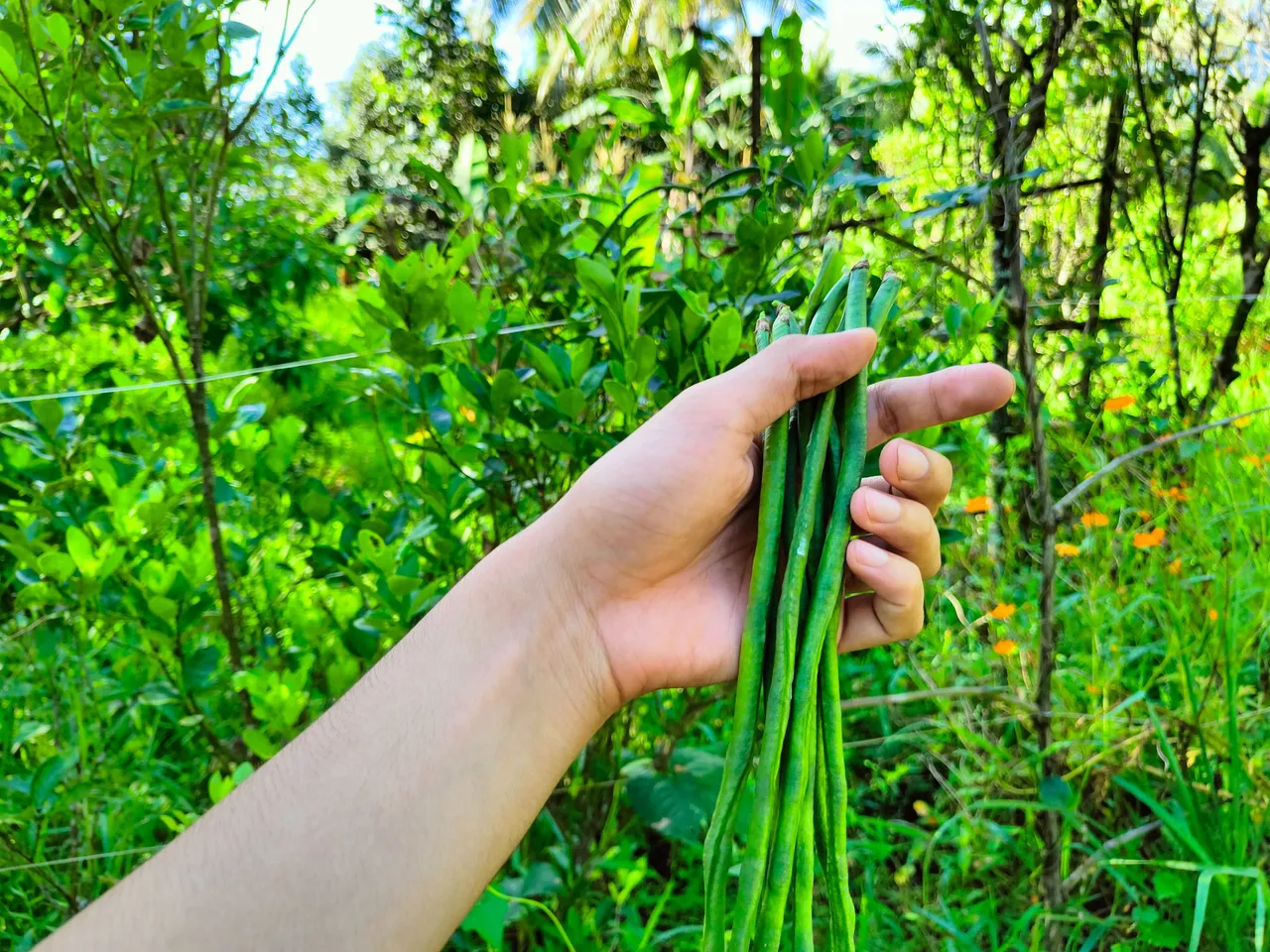 Beans, such as String (Snake/Yard) Beans as a source of Fiber and Protein