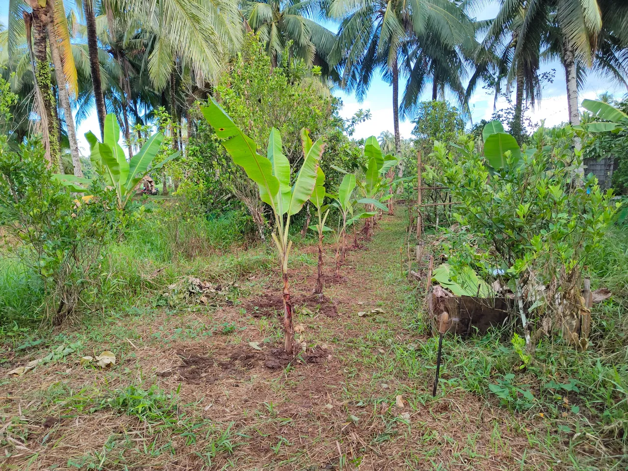 Growing more bananas in the food forest.
