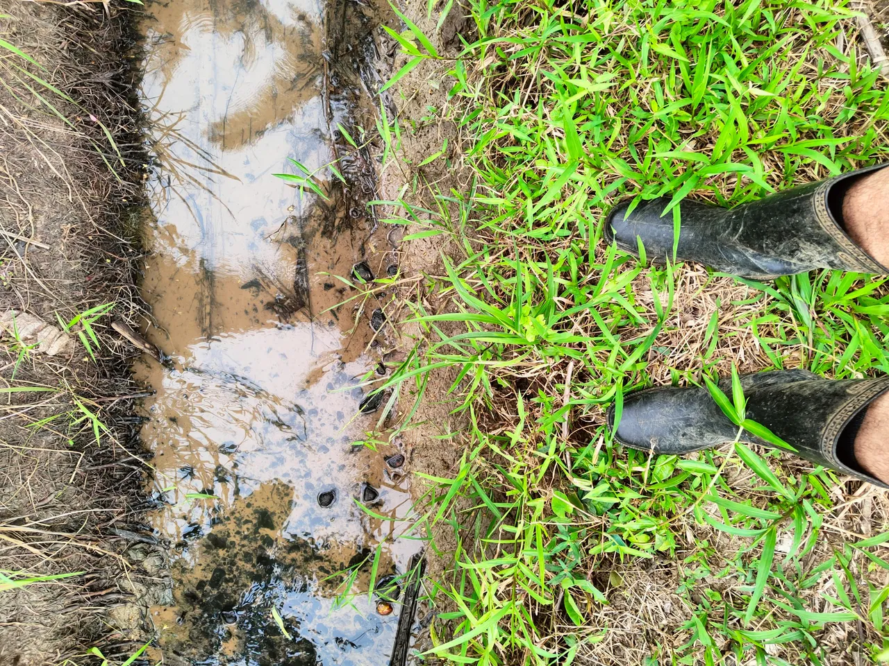 Brook leading to the river at the Northside