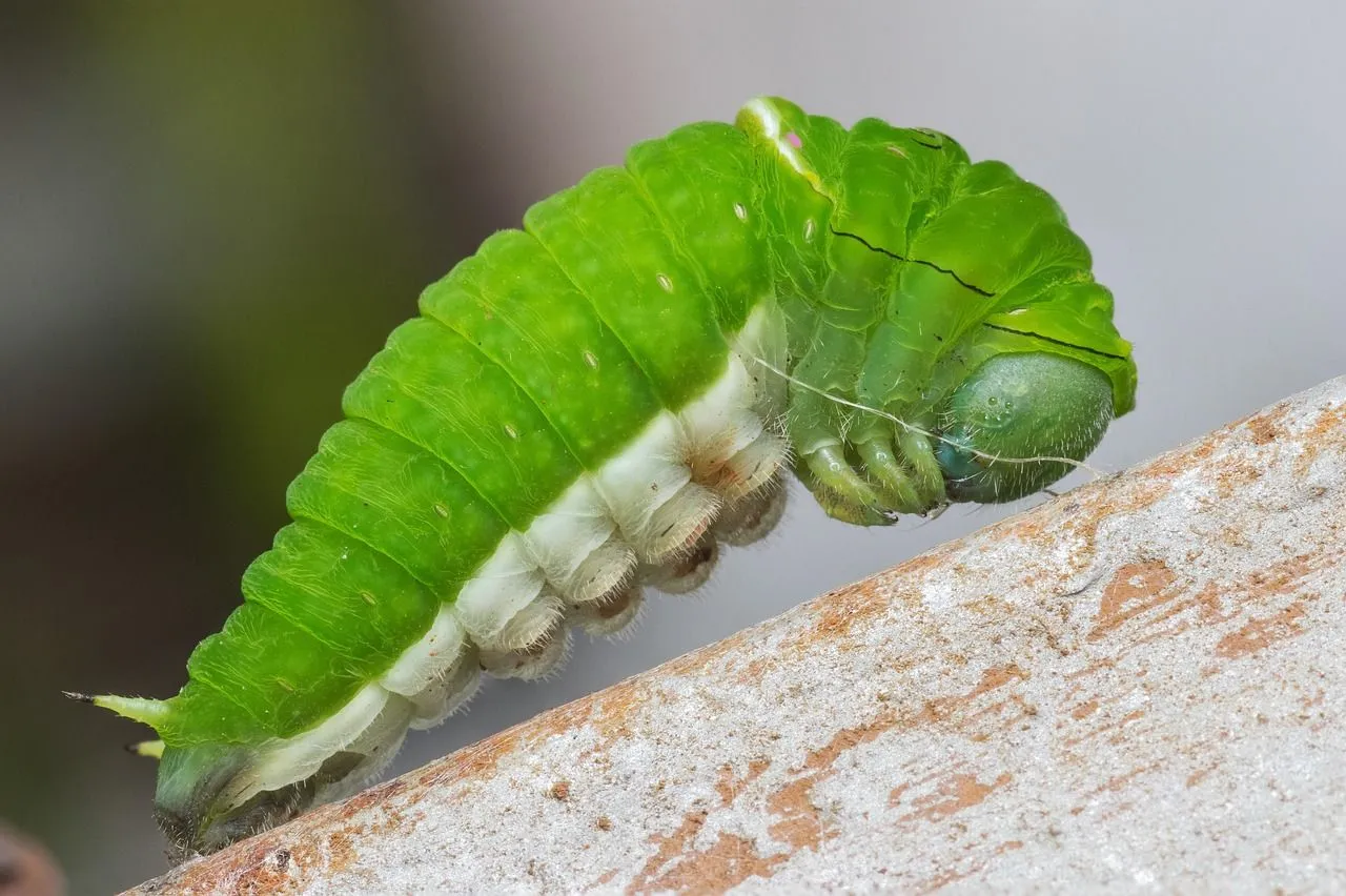 caterpillar-543390_1280.jpg